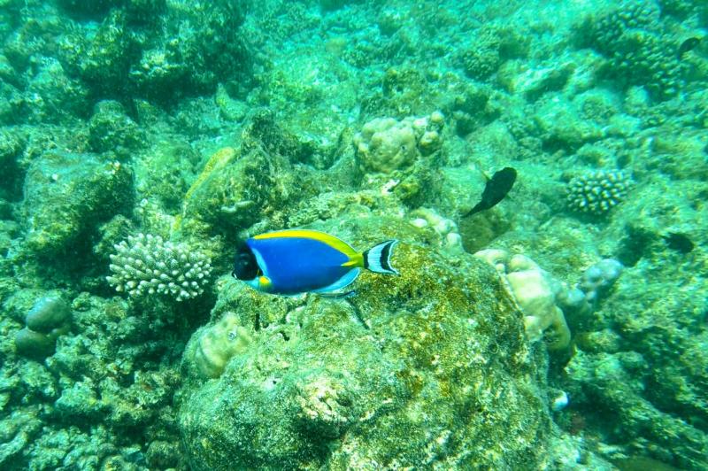 この日は、黒や青の熱帯魚や、ブラックチップリーフシャークなどのサメたちにもたくさん出会いました