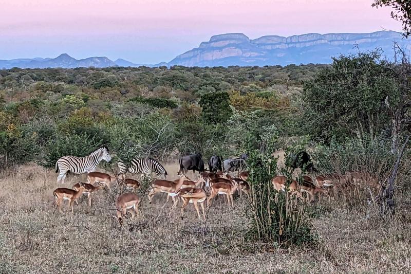 南アフリカ・カパマ私営動物保護区にてバッファロー・シマウマ・インパラ