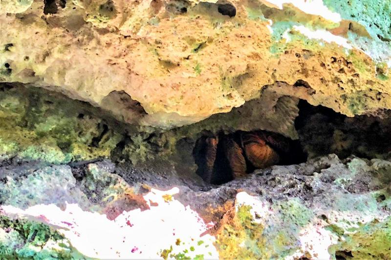 岩の中にココナッツの実がしっかり潜んでいる珍しい写真