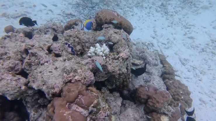 部屋から少し泳ぐだけで、こんなカラフルなサンゴと魚に出会えました