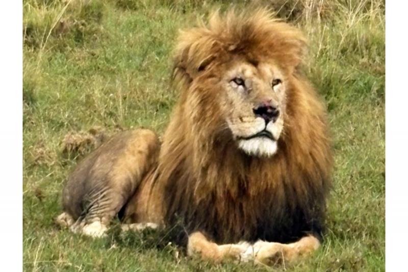 サファリ（オスのライオン）