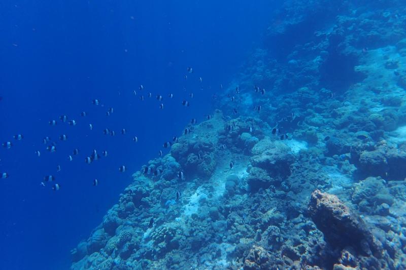 シュノーケリングツアーに参加したときの写真。珊瑚の森が広がっていて、魚ものびのびと泳いでいて圧巻でした。
