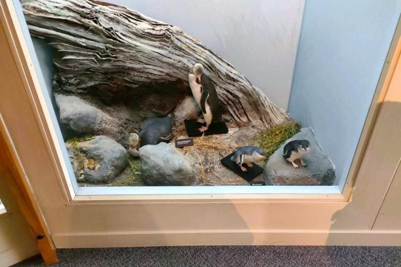 オタゴ博物館。ペンギンに関する展示