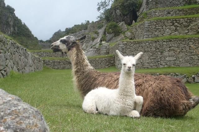 アンデス地域原産のかわいい動物たちに遺跡で会おう！