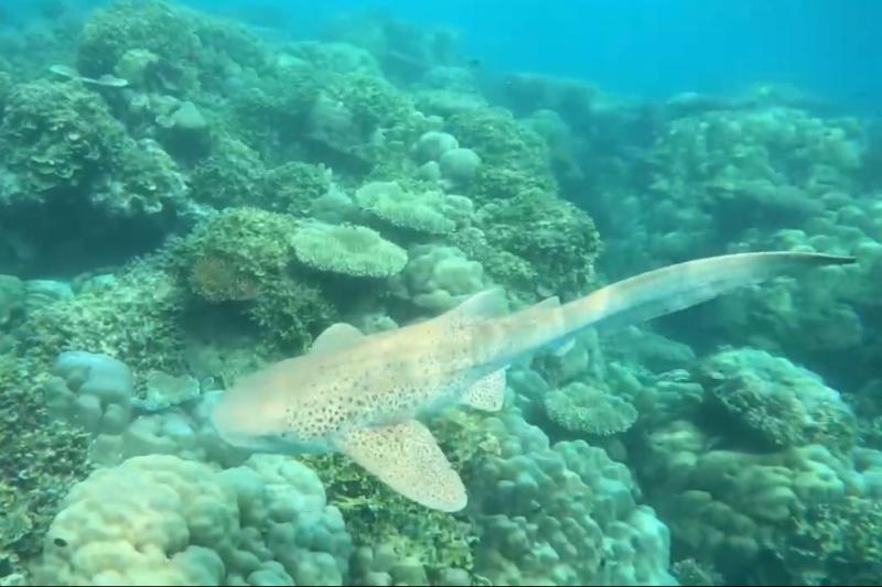シュノーケリングツアーで見かけたトラフザメ
