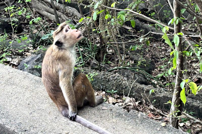 サルを発見（スリランカ）