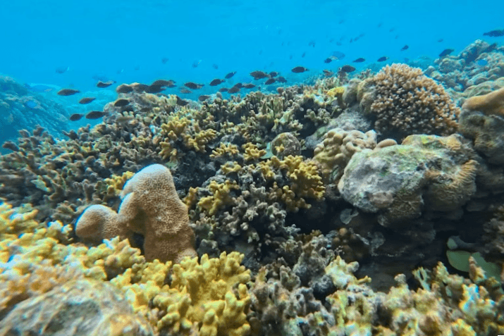 浅瀬のハウスリーフ