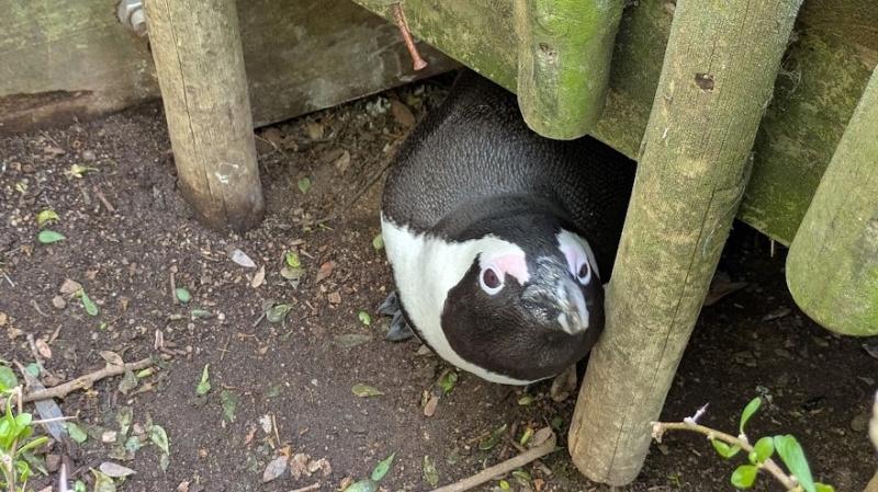 遊歩道の下に隠れてるペンギンもいました！