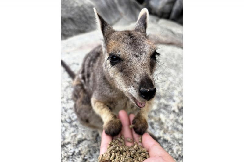 エサやり体験（ケアンズ）