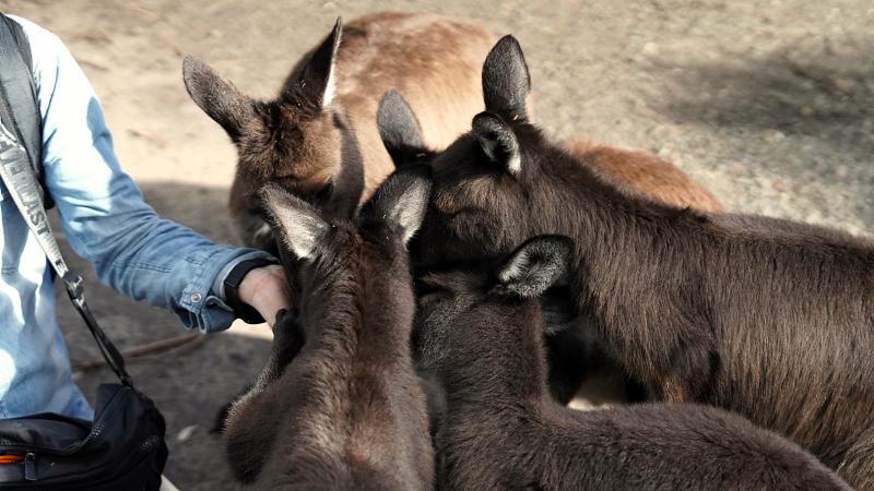 エサ袋を見つけると、あっという間にかわいいカンガルーたちに囲まれるうれしいハプニングも！ 