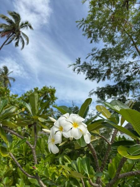 島に来てからずっと探していたお花！ 最終日あたりでやっと発見！