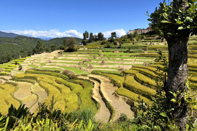 ナガルコットの田園風景