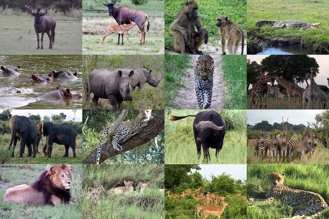 ●野生動物サファリ上記でもご紹介したように、アフリカを代表する野生動物保護区・クルーガー国立公園と、隣接するすぐれた私営の保護区が数多くあります。動物たちが自由に行き来する様は、雄大なアフリカのたくましさを感じさせます。サファリカーに乗って、壮大な平原を走る草食動物たちの美しい雄姿や、時には間近にビッグファイブ（象、ライオン、サイ、ヒョウ、バッファロー）をじっくり見ることができるのはたまらない魅力です。そして優雅なロッジで格別なひとときをお過ごしいただくことがティースタイルのおすすめです。