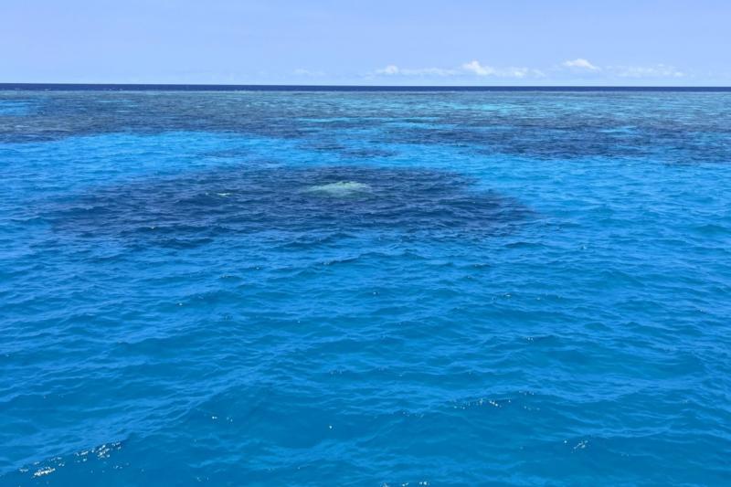 海面すれすれに現れたのは…イルカです（中央の少し白い部分）！