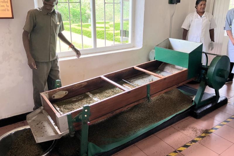 しおらせた茶葉を機械で揉み込みます（揉捻）