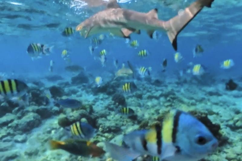 水上ヴィラから海へ潜るとこんなに魚が！ サメもいますが、攻撃してこないので安心です♪