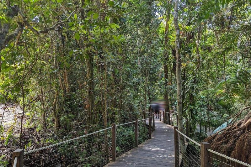 世界遺産の熱帯雨林を散策