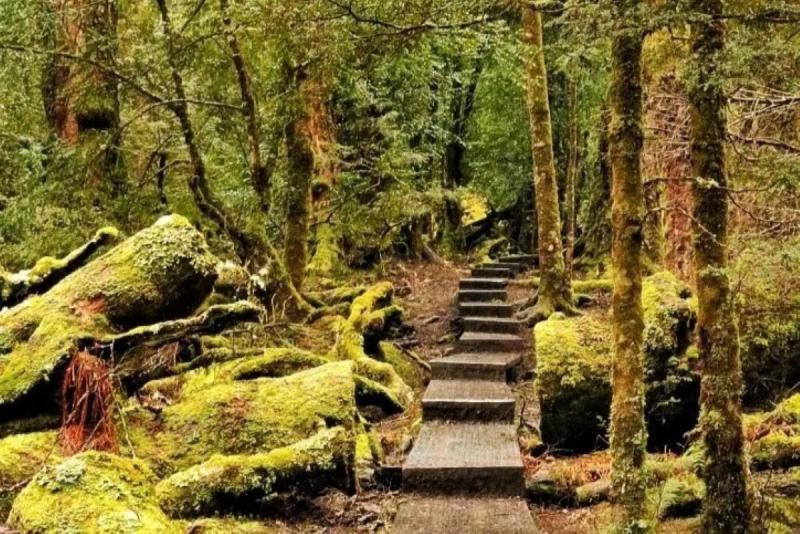 原生林の中をウォーキング