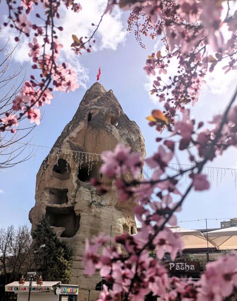 カッパドキアの至る所に桜が咲いてました