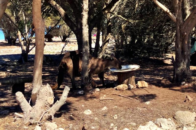 水を飲みにきたカンガルー。かなり近づいても逃げる様子がありませんでした