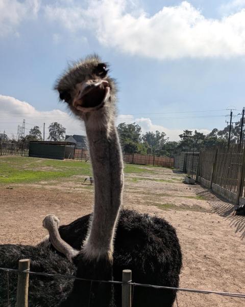 ダチョウに威嚇されました！