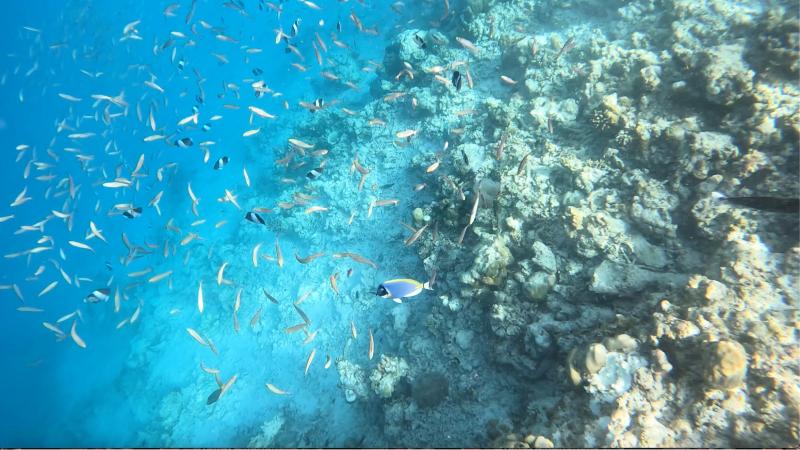 とにかくお魚がたくさん