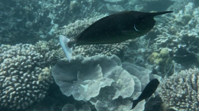 きれいなサンゴ礁でシュノーケリング