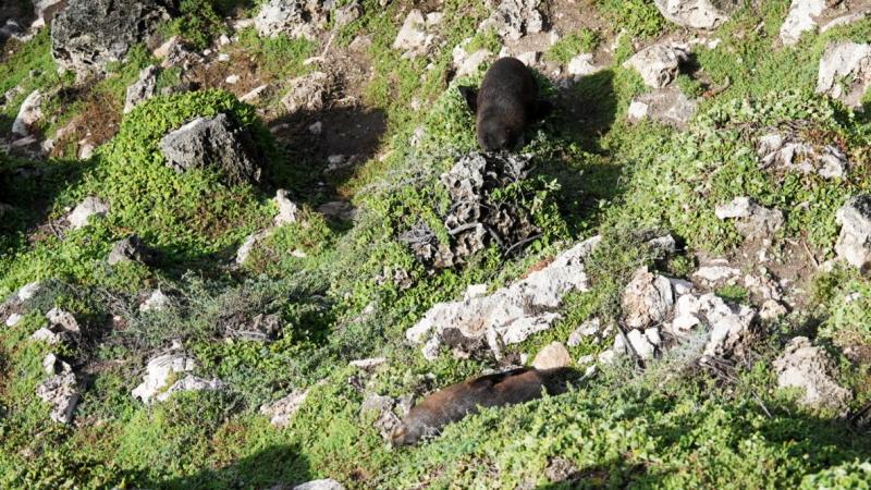 岩場の草陰で羽を休める野生のオットセイ
