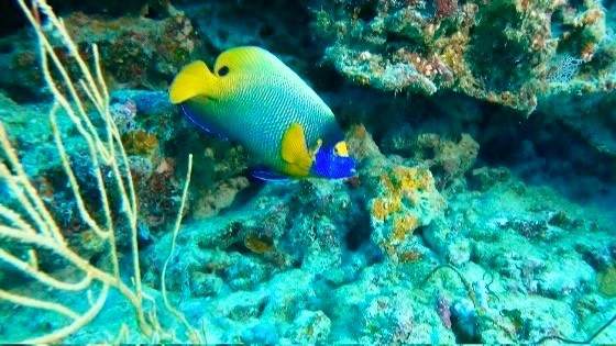 たくさんの魚に出会えました