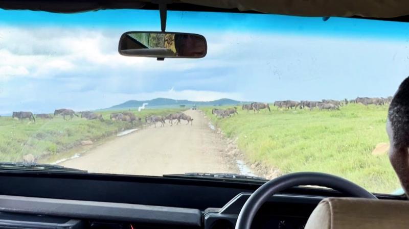 ヌーの大群！ ヌーの大移動の時期だったため、車窓から大群を見ることができました。すごい迫力です
