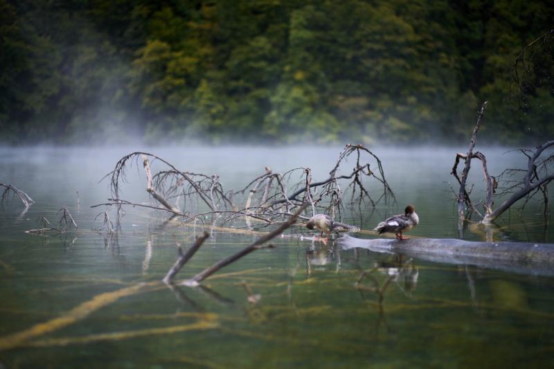 天候や時間の経過とともに、湖の色が刻一刻と変わる景色を楽しむことが出来ました（写真：霧の中のプリトヴィッツェ）。ザグレブからプリトヴィッツェまで高速バスを利用しましたが、途中のお手洗い休憩は5分しかなかったので、小銭をお店で崩す時間がなく焦りました。また場所により金額も異なるため、小銭は多めに持ち歩いた方が安心です。