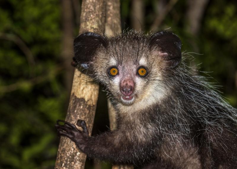 アイアイ絶滅危惧種に指定されているマダガスカルの固有種で、日本の童謡で登場することでも有名です。マダガスカルの夜の森に生息。大きな耳と長い中指が特徴で、この指を使って木の中の虫を探し出します。運がよければナイトウォーキングで出会えるかもしれません。その独特の姿から神秘的な存在としても知られています。