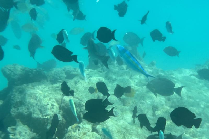 たくさんの魚が見られました！